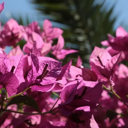 Lägenhet Lux Benak - Barbara